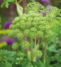 Angelica archangelica Seeds - 50 Count - Norwegian Angelica - Biennial Herb - Zone 4-7
