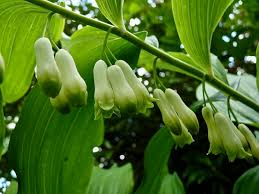 3 True Solomon’s Seal Plants - Bare Root Polygonatum Biflorum | Perennial Shade Plant | Native Woodland Wildflower
