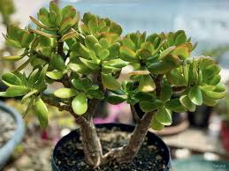 Crassula ovata Cutting, Thick Stem Jade Plant, 0.5-0.75" Diameter, Succulent Propagation, USDA Zones 10-11