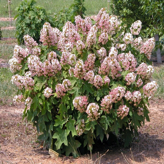 Hydrangea quercifolia Munchkin, 6 Rooted Cuttings, Oakleaf Hydrangea, Pink-White Blooms, USDA Zones 5-9