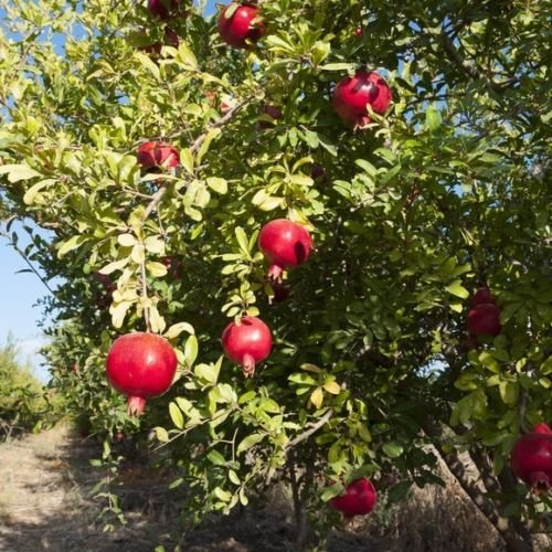 3 Salavatski Russian Pomegranate Tree Unrooted Cuttings (Punica granatum) 10 inches – Hardy, Cold-Tolerant Variety