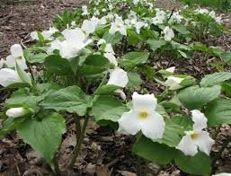5 White Trillium Plants - Bare Root Trillium grandiflorum | Native Shade Wildflower | Perennial for Woodland Gardens