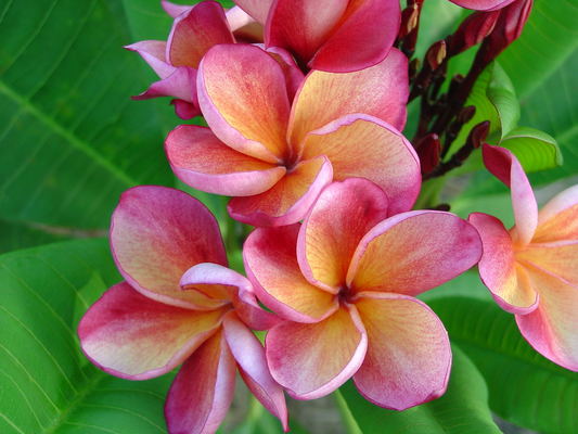 1 Orange Rainbow Plumeria 8-12" Unrooted Cutting | Frangipani Flower, Tropical Plant for Garden & Home