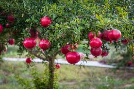 5 Pomegranate 'Wonderful' Plants - Punica granatum | Live Starter Fruit Trees | Edible Red Fruit for Home Orchard & Garden Landscapes