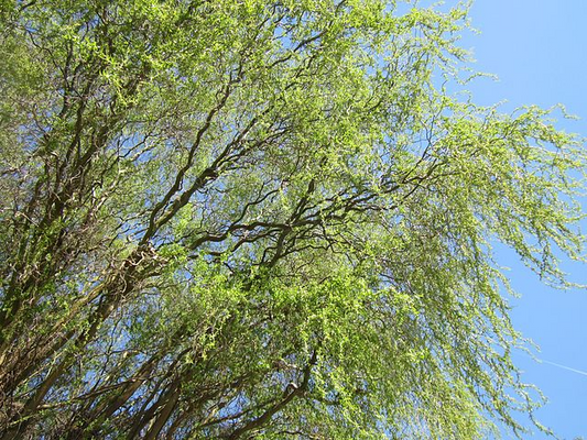 Corkscrew Willow Cuttings - 10 Live Cuttings, Salix matsudana 'Tortuosa', USDA Zones 3-10
