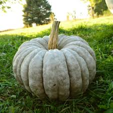 10 Jarrahdale Pumpkin Seeds | Blue Winter Squash | Cucurbita maxima | Non-GMO Sweet Heirloom Pumpkin from Queensland, Australia