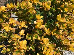 5 Cuttings Crassula Ovata Hummels Sunset Golden Jade Plant Succulent 3-4 Inches
