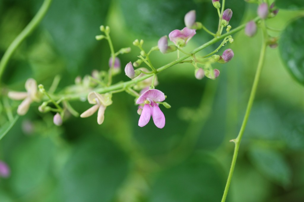 5 Seeds Phaseolus Polystachios – Wild Kidney Bean Vine for Planting | Hardy Climber for Garden & Landscaping | Native Legume Species