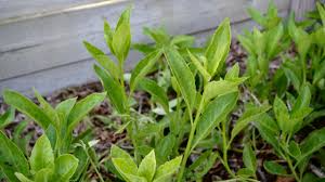 5 Longevity Spinach Gynura Procumbens Unrooted Cuttings 4" - Edible, Nutrient-Rich, Easy to Grow, Tropical Superfood, for Propagation