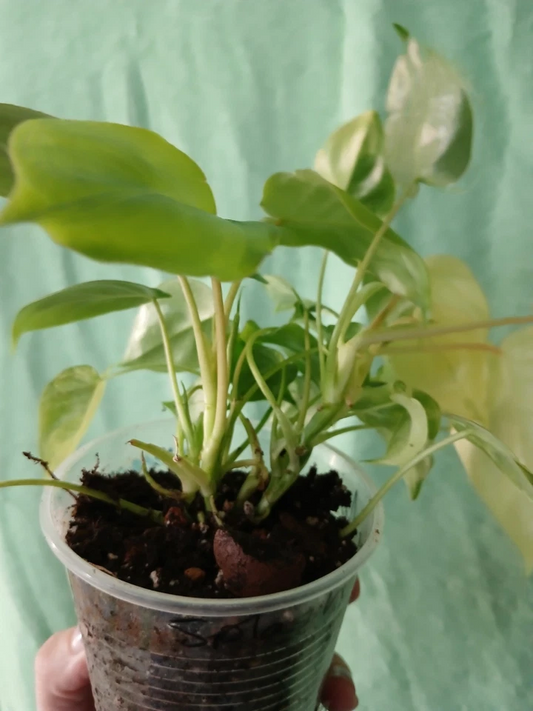 Burle Marx Philodendron Cutting, Philodendron bipinnatifidum, with Nodes & Aerial Roots, Indoor Outdoor Plant