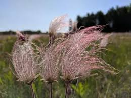 20 Prairie Smoke Fire Flower Seeds – Geum triflorum – Rare Wildflower Seeds for Garden – Unique Feather-Like Blooms