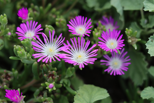 Delosperma Cuttings, 5 Stem Pieces, Purple-Pink Ground Cover, Drought Tolerant Succulent, USDA Zones 6-9