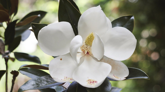 Southern Magnolia Cuttings - 8 Woody Stems for Rooting, Heirloom Tree, Fragrant White Blooms, Evergreen Foliage, Zones 6-10, Easy to Grow