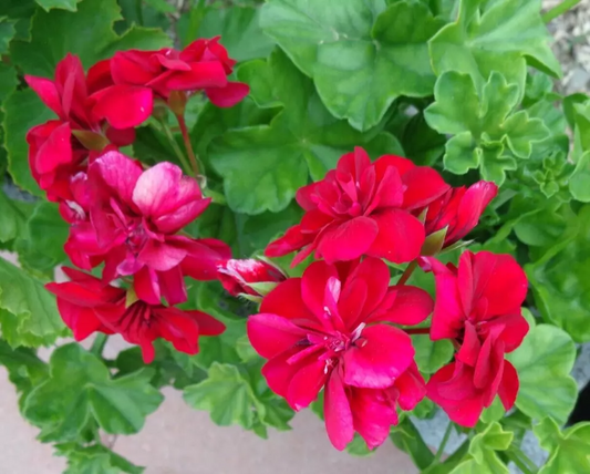 Rose Red Citronella Ivy Geranium - 3 Fresh 6" Starter Cuttings, Fragrant Blooms, Drought Tolerant, Zones 5-10, Container/Hanging Basket Plant