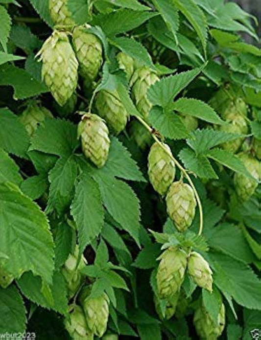 Humulus lupulus Seeds - 20 Count - Hops Vine - Fast-Growing Climber - Zone 4-8
