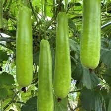 35 Long Bottle Gourd Seeds - Non-GMO Calabash Gourd - High Yield - Fast Growing - Great for Trellis & Container Gardens
