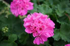 4 Bubblegum Pink Pelargonium Zonal Geranium Unrooted Cuttings - Fresh Live Plants, 8" Long, Ideal for Garden, Hanging Baskets & Containers