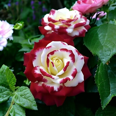 20 Red & White Rare Twin Rose Seeds - Unique Bicolor Blooms - Fragrant Perennial Flower - Easy to Grow - Heirloom Variety
