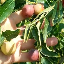 3 Chico Jujube Scion Cuttings 6-8" for Grafting, No Roots, Ziziphus jujuba, Sweet Fruit Tree, Ideal for Grafting or Propagation