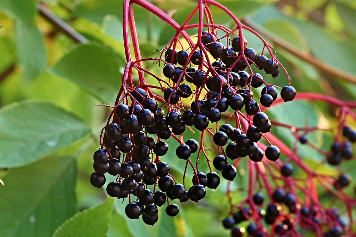 5 American Elderberry Plants - Sambucus canadensis | Fully Rooted Live Perennial Shrubs for Gardens, Wildlife, and Edible Landscaping