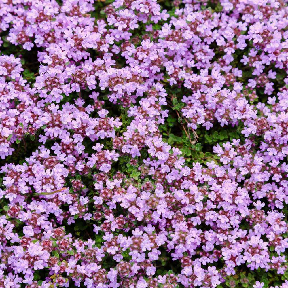 500 Seeds Creeping Thyme Wild Groundcover, Perennial, Purple Flowers, Non-GMO, Fragrant, Bee-Friendly, Low Maintenance, Drought Tolerant