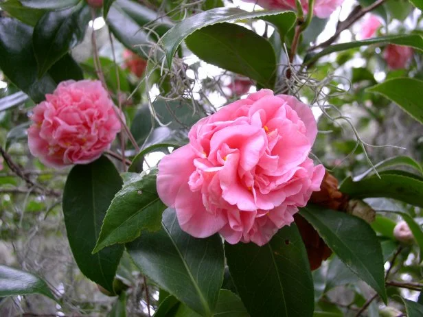 5 Fresh Unrooted Cuttings of Camellia Flowering Shrubs (Camellia japonica) 6-8 Inches – Hardy, Beautiful Blooms for Propagation