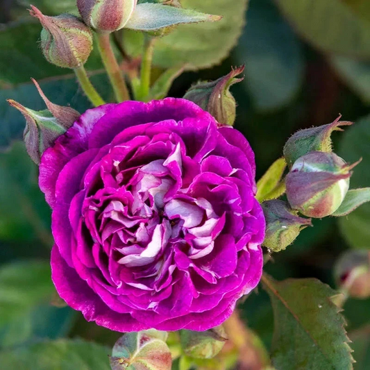 Cosmic Cloud Rose Cuttings, 3 Fresh Stems, Velvety Pink-White Flowers, Unrooted