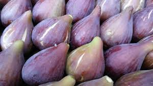 1 Sal's Corleone Fig Unrooted Cutting (Ficus carica) - At Least 3 Nodes, 8 Inches Long - Premium Fig Tree Cutting for Propagation