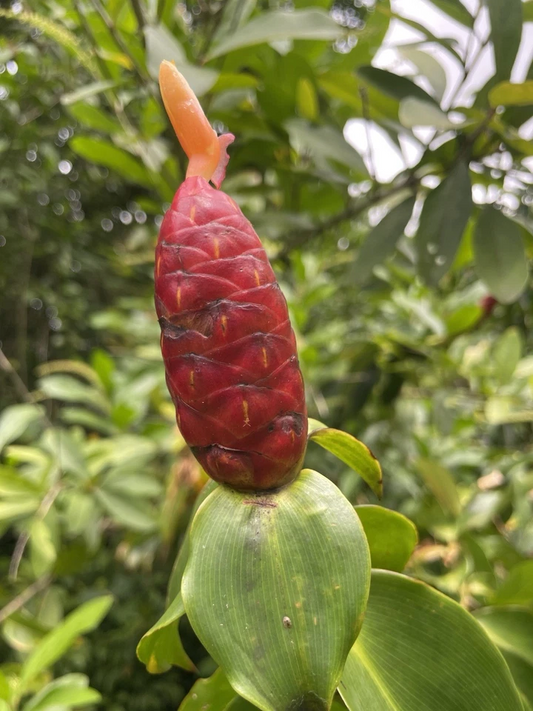 Costus Woodsonii Cuttings - 12 Pcs, Hawaiian-Grown Red Cone Ginger, Organic Shampoo Plant, Fast Rooting, Tropical Beauty, 8-10" Stems