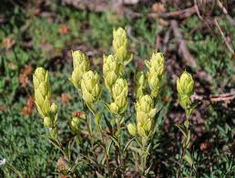 100 mg Seeds Castilleja sulphurea (Sulfur Paintbrush) Indian Paint Brush for Planting | Vibrant Wildflower for Pollinator Gardens