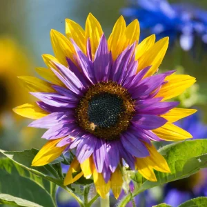 50 Rare Purple Heart Sunflower Seeds – Unique Vibrant Blooms – Heirloom, Non-GMO – Stunning Garden Flowers – Easy to Grow