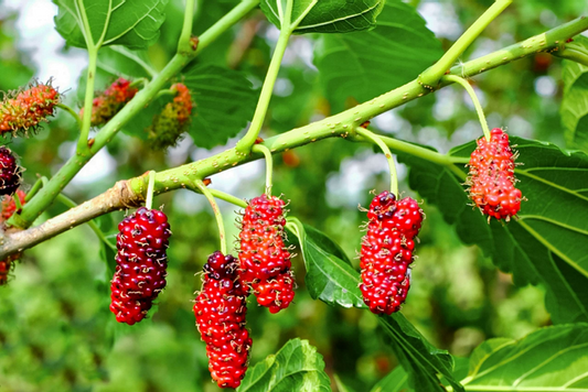 Red Mulberry Tree Cuttings - 12 Pack - Morus rubra - Fast Growing Fruit Tree - Wildlife Favorite -