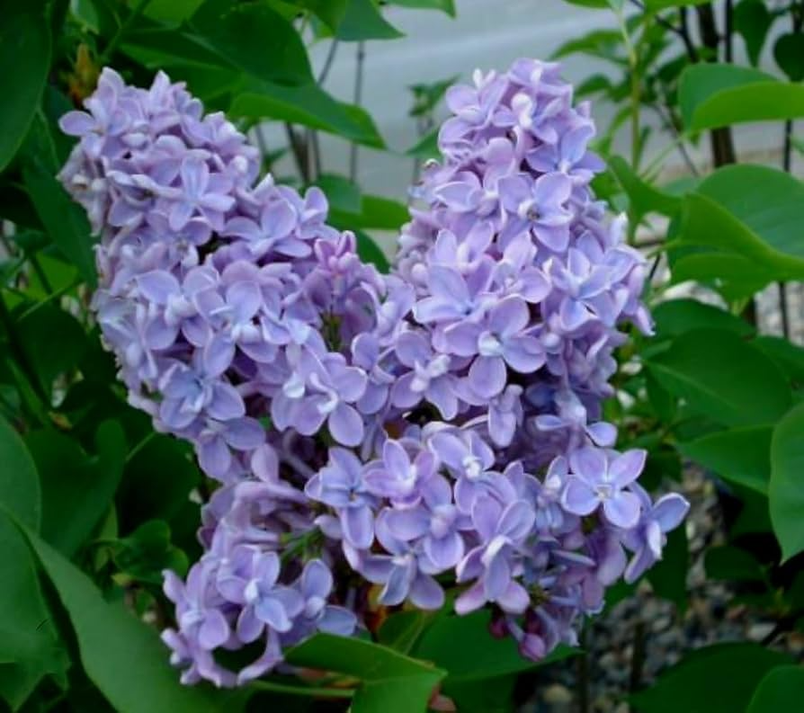 50 Purple Lilac Seeds | Syringa vulgaris | Non-GMO Fragrant Shrub for Landscaping, Hedges & Spring Blooms | Stunning Purple Flowers