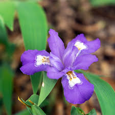 10 Crested Dwarf Iris Plants - Iris cristata | Bare Root Wildflower | Native Perennial for Shade & Woodland Gardens