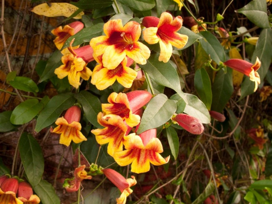 Bignonia Capreolata Yellow Crossvine Rooted Starter Plant Climber Attracts Pollinators
