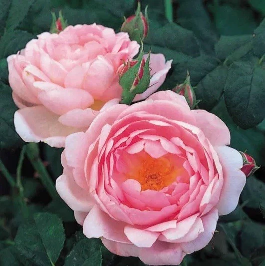 Scepter'd Isle Rose, 3 Unrooted Cuttings, 6" Long, Apricot-Pink Flowers, USDA Zones 5-9