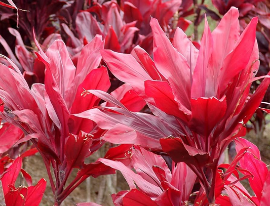 Red Ti Leaf Cuttings (3) - 6 Inch Starter Logs - Cordyline fruticosa - Hawaiian Grown