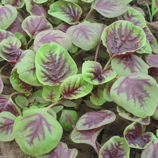 500+ Striped Spinach Seeds | Unique Leafy Green for Salads & Cooking | Colorful Heirloom Variety | Easy Garden Vegetable