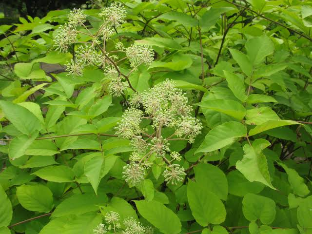 Sun King Japanese Spikenard – 1 Live Plant, 1-Gallon Pot – Aralia cordata ‘Sun King’