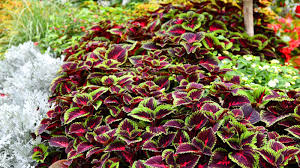 10 Coleus Unrooted Cuttings 2-6" Mixed Colors & Patterns - Easy to Root, Tropical Shade Plant, for Gardens and Containers, Vibrant Foliage