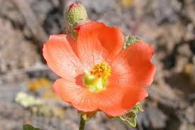 80 Monroe's Globemallow Seeds (Sphaeralcea munroana) | Drought-Tolerant Flowering Shrub, Hardy Flower Bush, Vibrant Orange Blooms Gardens