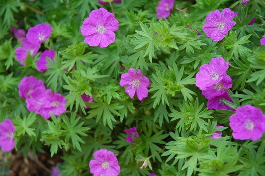 10 Cranesbill Wild Geranium Plants - Bare Root Geranium maculatum | Native Perennial Wildflower | Pollinator-Friendly Shade Plant