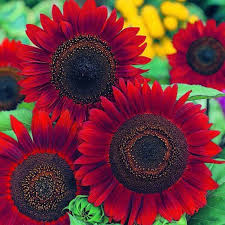 50 Red Sun Sunflower Seeds | Helianthus annuus | Bold Red Blooms for Cut Flowers, Pollinator Gardens, and Summer Landscapes