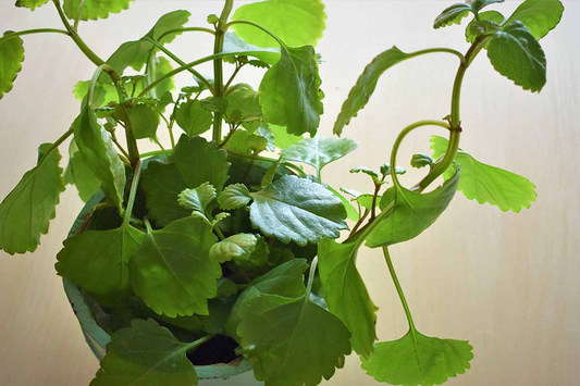 Plectranthus verticillatus Cuttings, 5 Stem Pieces, Swedish Ivy, Trailing Houseplant, USDA Zones 10-11