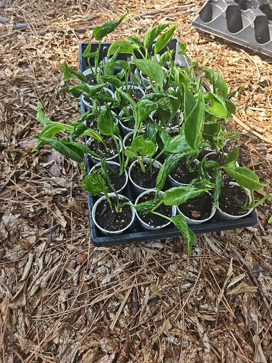 Shangri-La Pothos Cuttings - 2 Rooted Nodes, Rare Houseplant, Easy-Care Indoor Vine, Low Light Tolerant, Fast Growing Epipremnum
