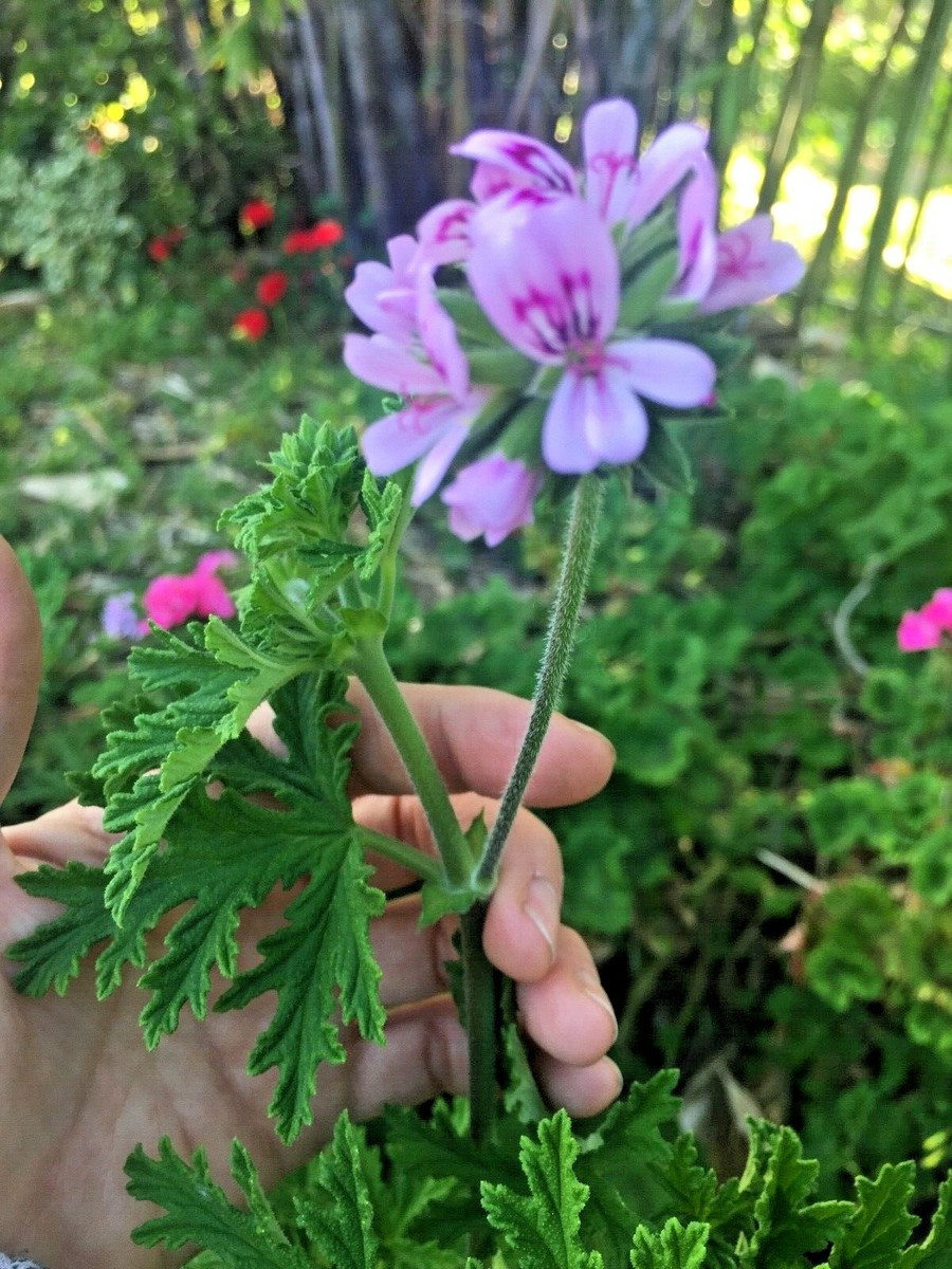 3 Pelargonium Citronella Lemon Scented Geranium Unrooted Cuttings, Pink Flowers, 3"-5", Natural Mosquito Repellent, Easy to Root Geranium