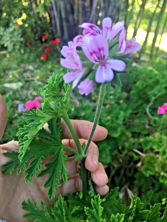 3 Pelargonium Citronella Lemon Scented Geranium Unrooted Cuttings, Pink Flowers, 3"-5", Natural Mosquito Repellent, Easy to Root Geranium