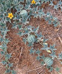 10 Rare Silver Fox Melon Seeds | Bright Striped Heirloom Melon | Sweet Summer Fruit for Garden Beds & Warm Climates | Non-GMO