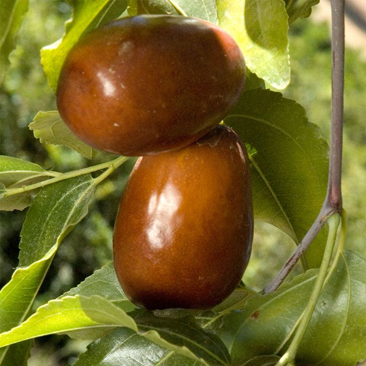 Lang JuJube Tree Cuttings - 5 Pcs, Chinese Dates, Sweet & Crisp Fruit, Dwarf (<8 ft), Zones 5-10, Drought Tolerant, No Grafting Needed