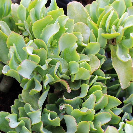 Crassula arborescens 'Undulatifolia' Cuttings, 3 Ripple Jade Stems, Curly-Leaf Succulent, USDA Zones 9-11